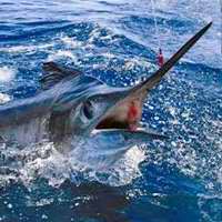 Marlin Fishing Tournament Opens in Havana