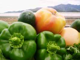 Nuevo esfuerzo de Santiago de Cuba en producci&oacute;n de alimentos