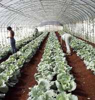 Casas de cultivos protegidos y semi-protegidos