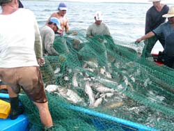 Palma Soriano: Celebrado acto provincial por el Día de la Pesca