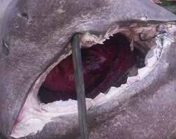 El tiburón medía poco más de tres metros y pesaba 500 kilogramos