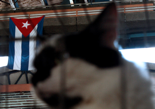 Sancionan a responsables implicados en incidente de maltrato animal en La Habana