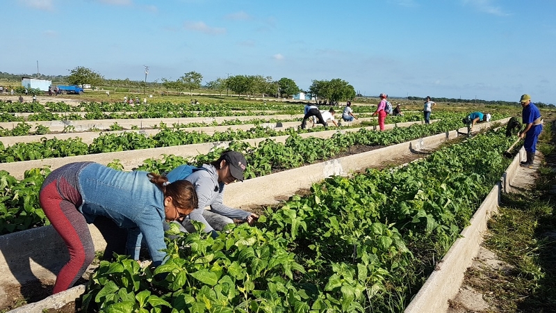 Chequean en Camagüey programas de producción de alimentos (+Audio)