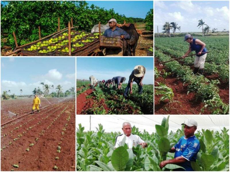 En Audio: Aumentar la producción de alimentos, una necesidad impostergable (I)