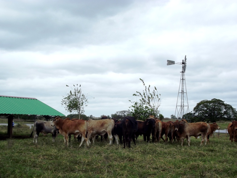 Chequean en Camagüey programas de producción de alimentos (+Audio)