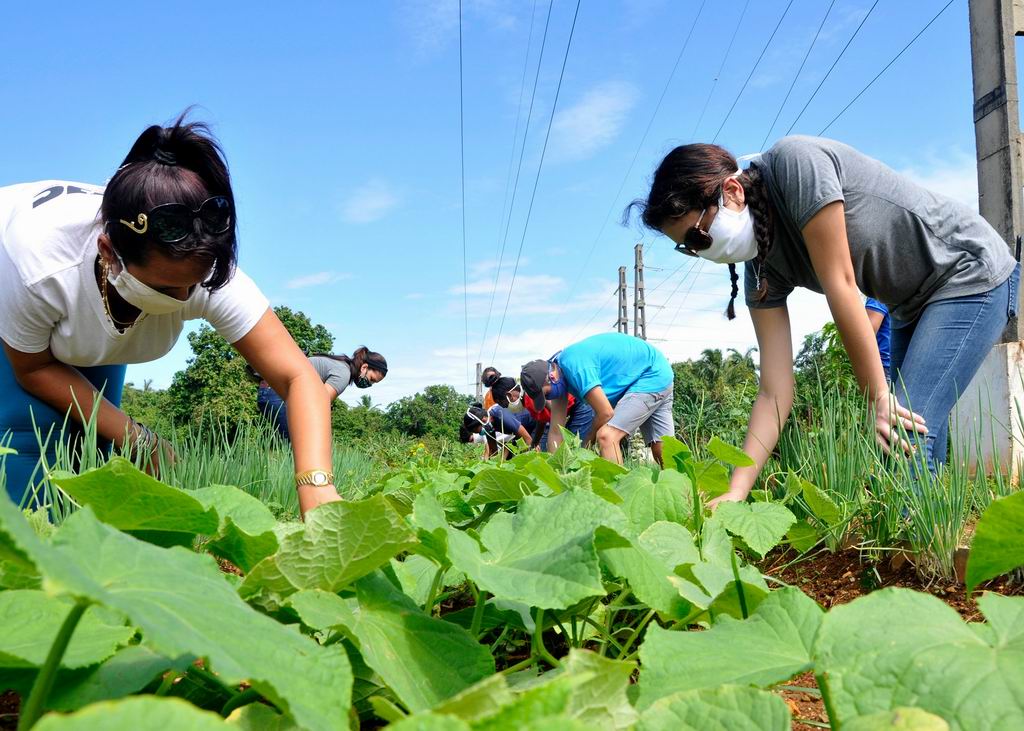 Participación de jóvenes en tareas productivas