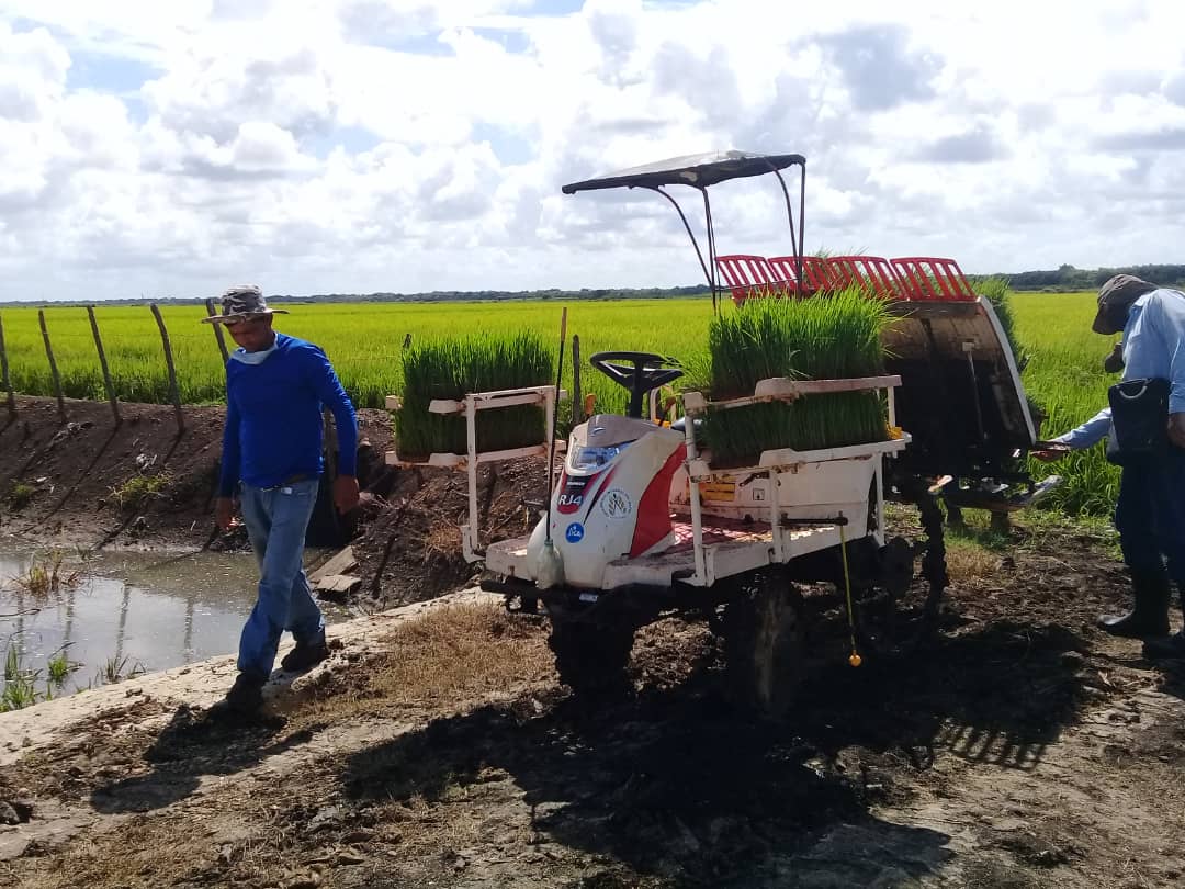 Prevé Cuba una paulatina recuperación en la producción de arroz para el año 2022 (+Audio)