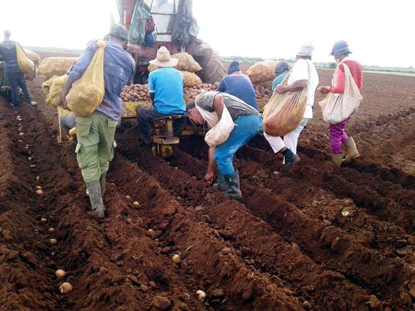 Inició campaña de siembra de papa en la Empresa Agropecuaria cienfueguera Horquita (+Audio)