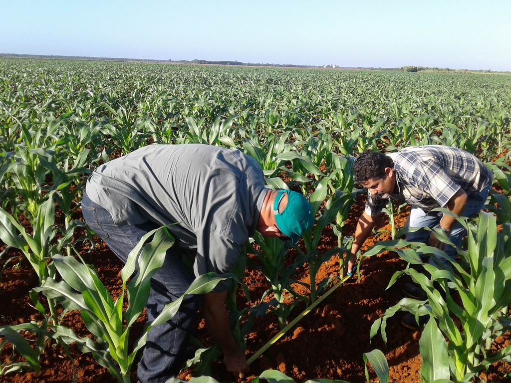 En Audio: Apuesta Cuba por incrementar la producción de granos desde la ciencia (II)