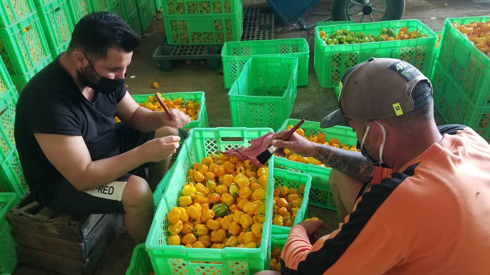 Fomenta empresa villaclareña exportación de productos agrícolas