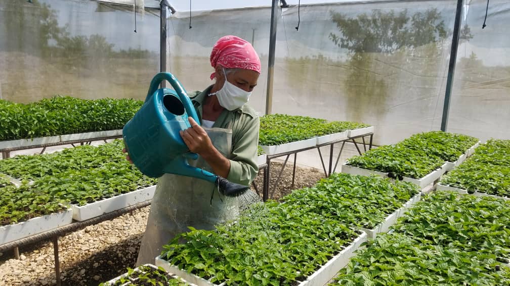 Fomenta empresa villaclareña exportación de productos agrícolas