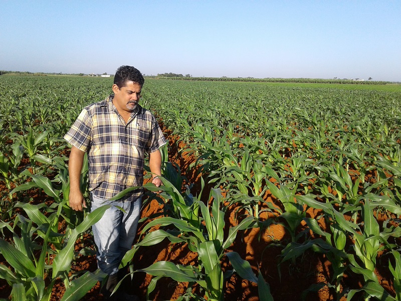 Apuesta Cuba por incrementar la producción de granos desde el quehacer de la ciencia y el desarrollo territorial (I) (+Audio)