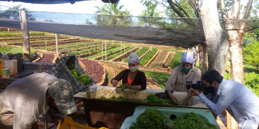 Chequea vicepresidente cubano programa de producción de alimentos en Artemisa