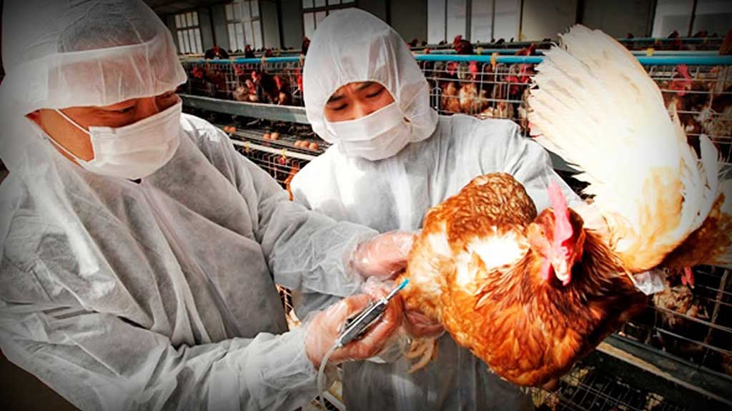 Confirma Rusia primer caso humano de infección por la gripe aviar H5N8