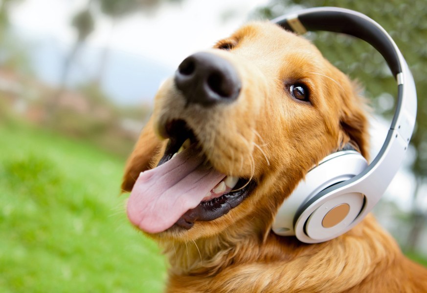 Los animales gustan de la música