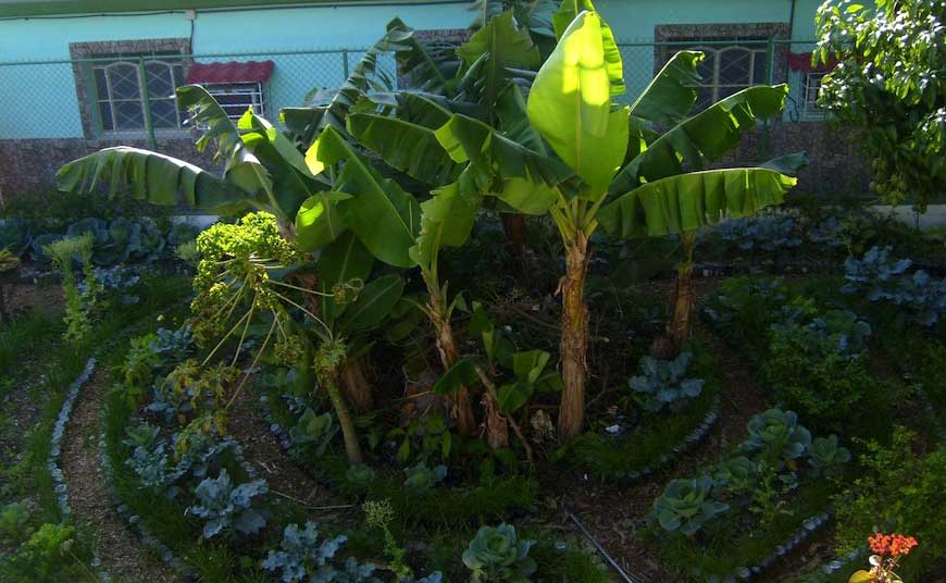 La permacultura como diseño de la sostenibilidad en Cuba