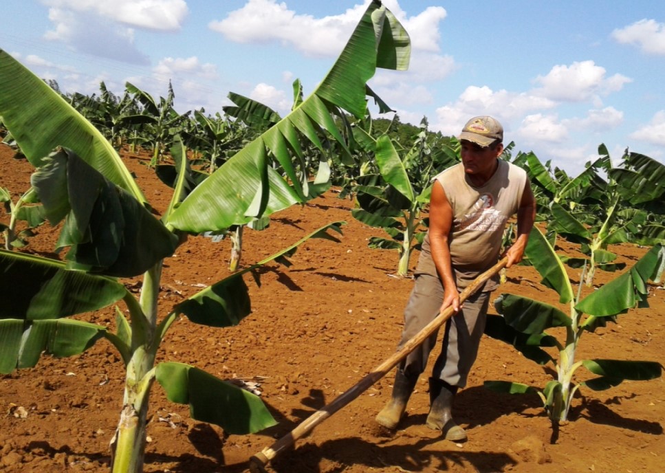 Razones para un 26 en Cienfuegos: fortalecer los polos productivos agrícolas