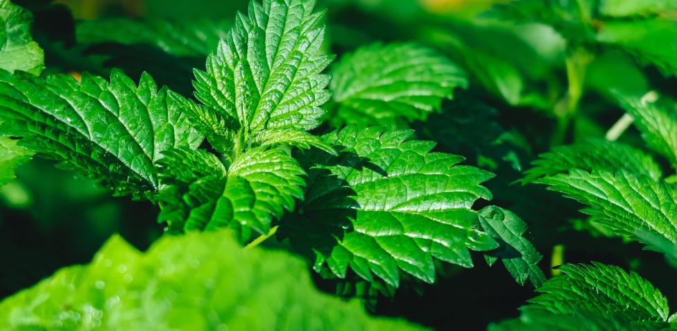 Menta, maravilla de los jardines