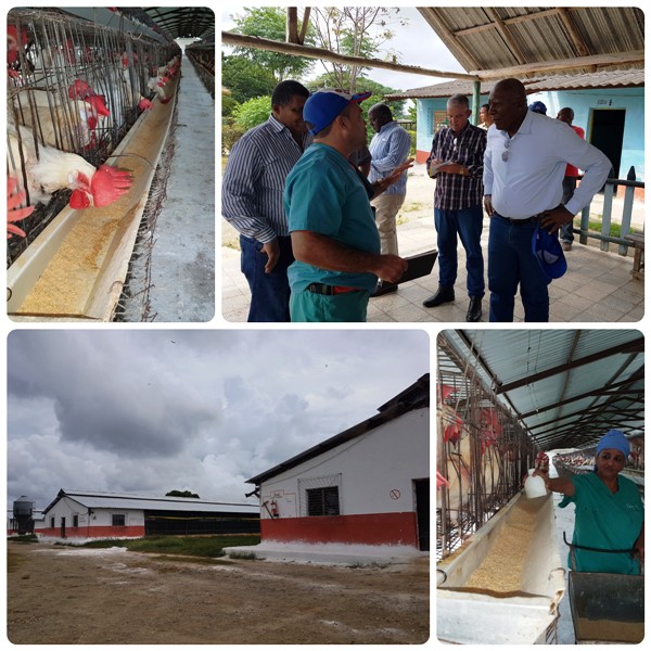 Valdés Mesa visitó Unidad Empresarial de Base Antonio Suárez, de la Empresa Avícola Camagüey