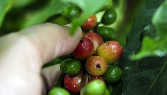Aprovechan agricultores santiagueros humedad actual para la siembra de frío y la cosecha de café