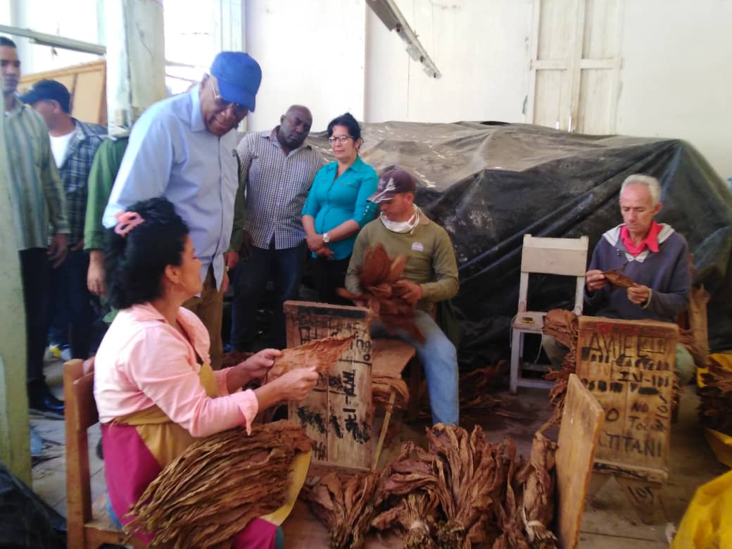 Valdés Mesa visitó áreas pinareñas donde se procesa el tabaco para la exportación