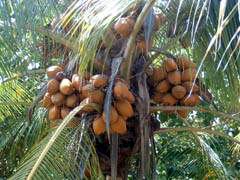 Árbol del coco