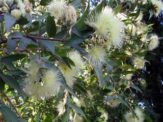 Pomarrosa.