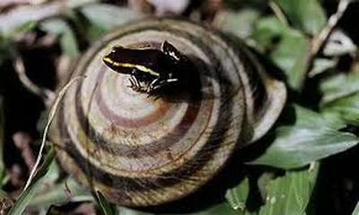 Ranita Monte Iberia