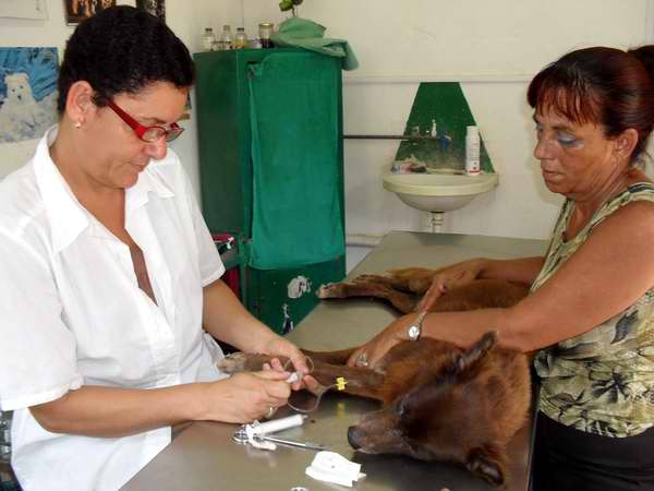 Dicta Cuba decreto sobre contravenciones de la medicina veterinaria