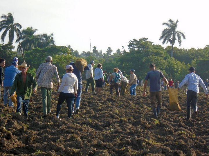 Memorable primera jornada de trabajo voluntario en Cuba
