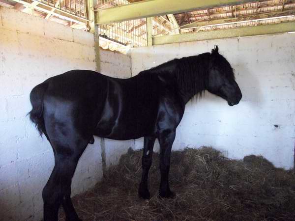 Caballo (percheron) en la XV Feria Internacional Agropecuaria. Foto Abel Rojas.