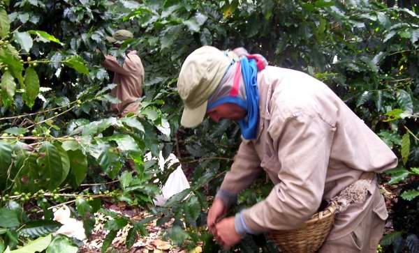 Comenzó Santiago de Cuba la cosecha del café