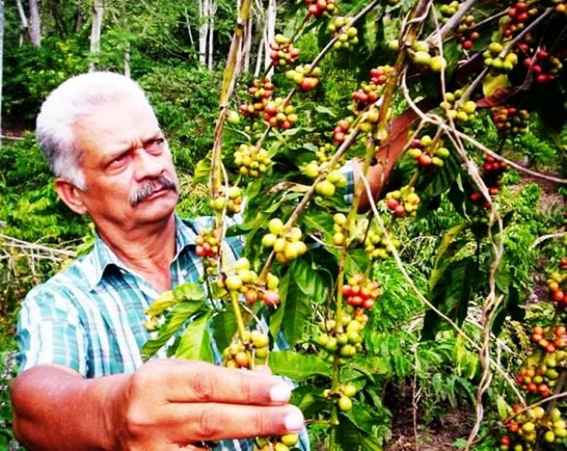 Sobrepasan caficultores santiagueros las 250 mil latas recolectadas