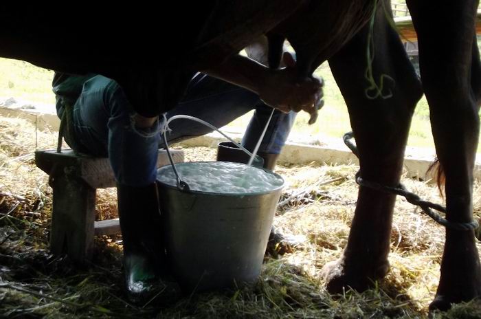 Avanza en Cuba proceso de comercialización de la leche de vaca (+Audio)