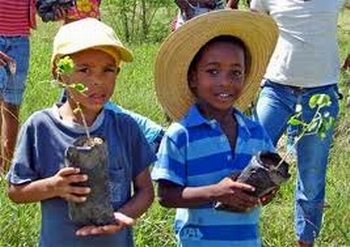 Proyecto de Forestería Análoga.