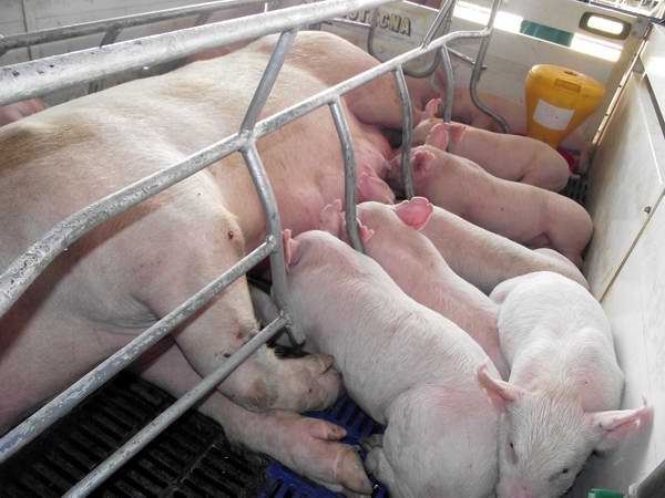 El ganado porcino en la XV Feria Internacional Agropecuaria. Foto Abel Rojas.