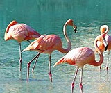 Flamencos