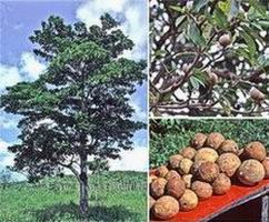 Árbol de Jagua