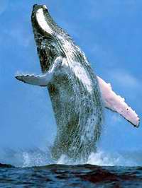 Ballenas jorobadas