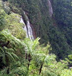 Bosque cubano 