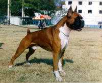 Perro Boxer