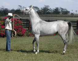 Caballo