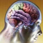 Cerebro: odio y amor