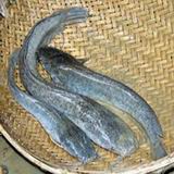Claria (Clarias spp)