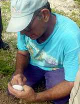 El especialista de la unidad cient&iacute;fica de Zabalo, Manuel Alonso Tabet estudia los huevos de cocodrilo