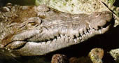 Cocodrilo