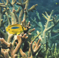 Barrera coralina