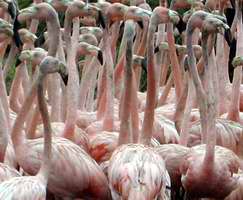Flamencos