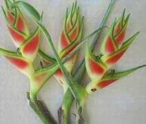 Heliconia Caribea