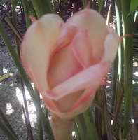 Lirio Rosado